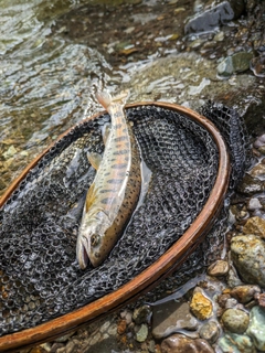 ヤマメの釣果