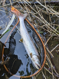 イワナの釣果