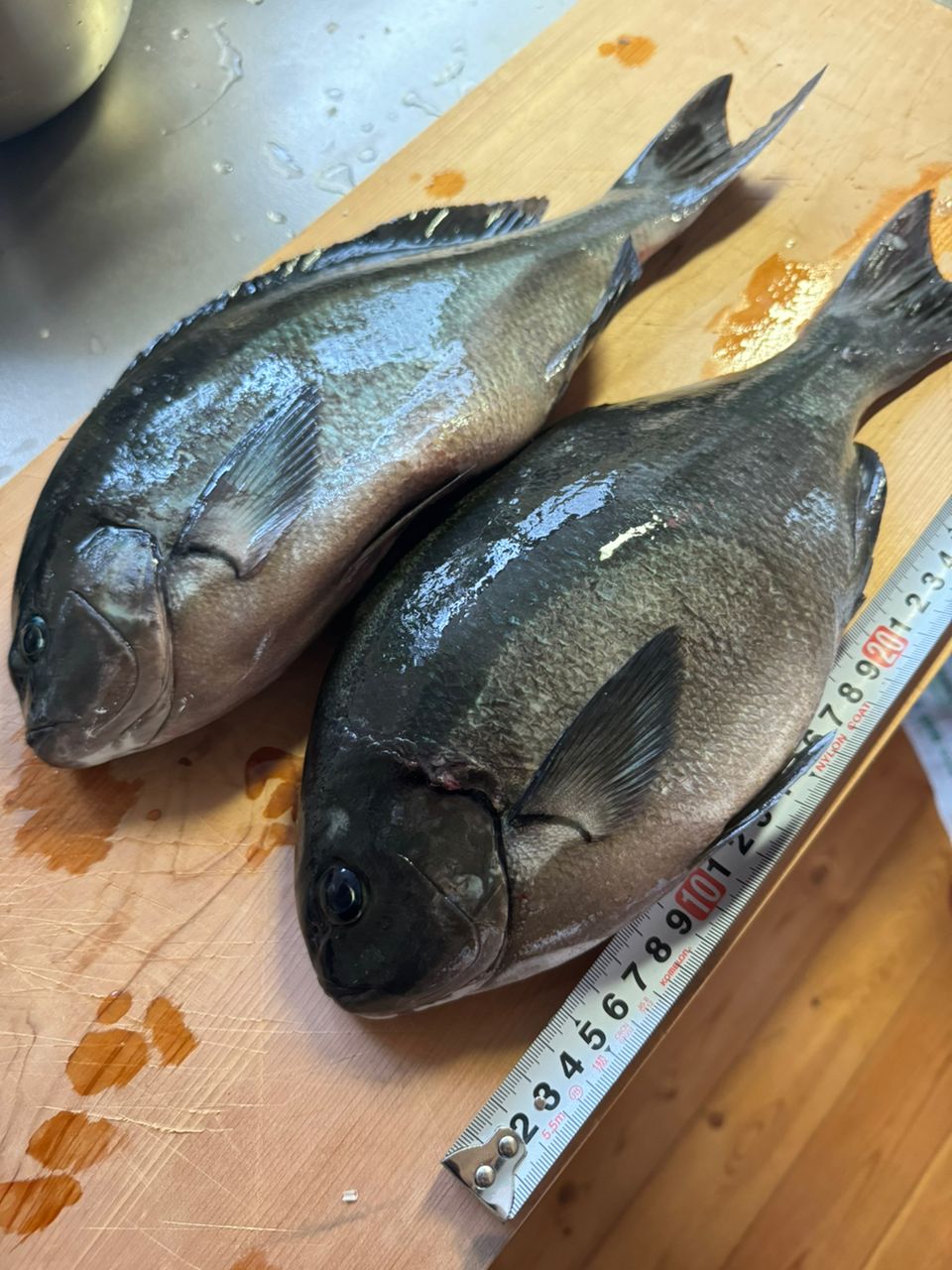 アングラーわくちゃんさんの釣果 3枚目の画像