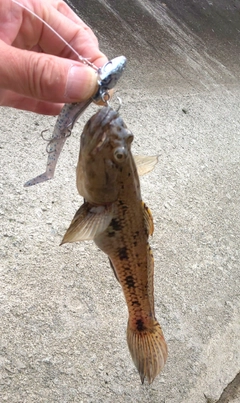 マハゼの釣果