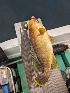 アオハタの釣果