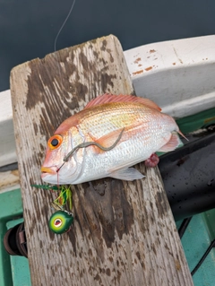 レンコダイの釣果