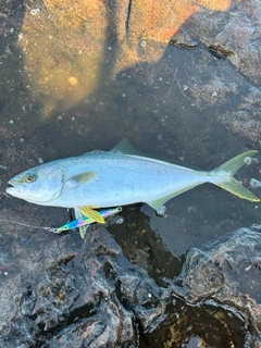 ヒラマサの釣果