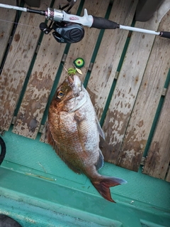 マダイの釣果