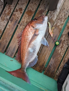 マダイの釣果