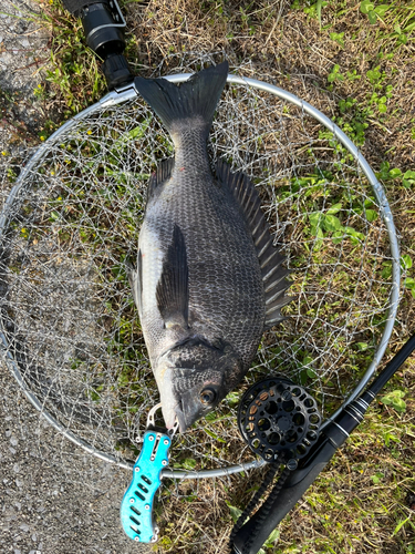 チヌの釣果