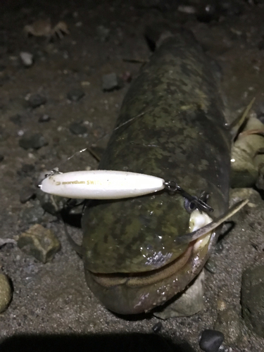 ナマズの釣果