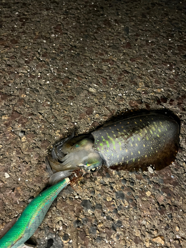 アオリイカの釣果