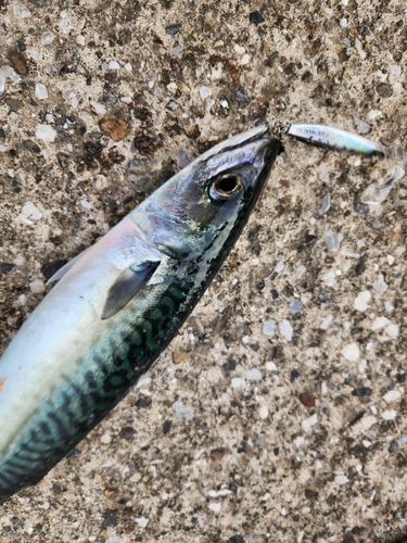 マサバの釣果