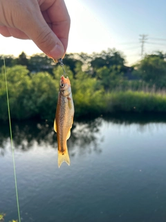 アブラハヤの釣果