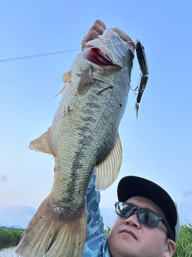 ブラックバスの釣果