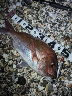 タイの釣果