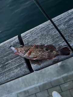 ガシラの釣果