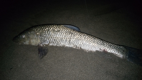 ニゴイの釣果