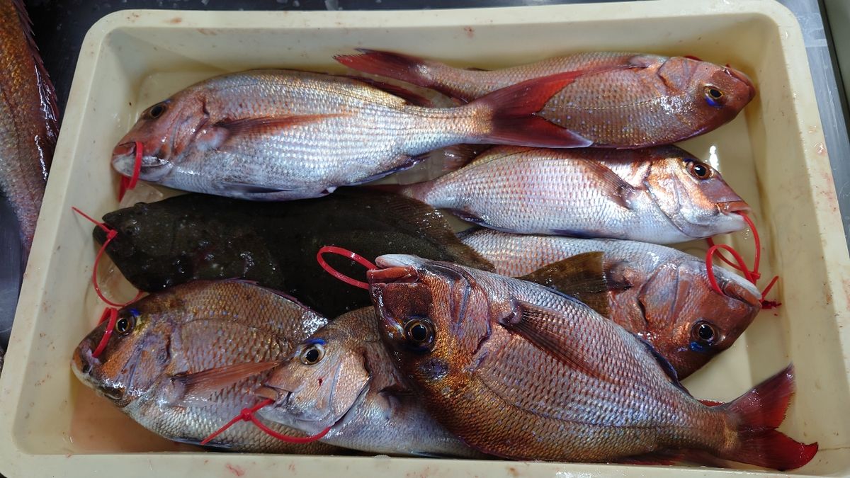 アキラメタルさんの釣果 2枚目の画像