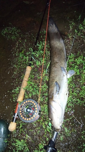 マナマズの釣果