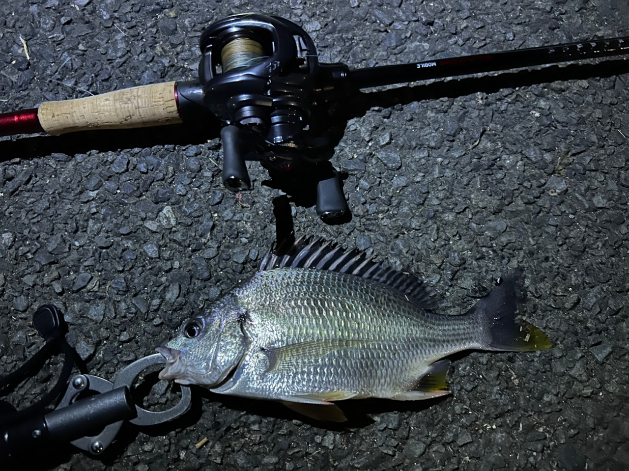 DAIWA 20ブレイゾン モバイル 666TMBの最安値・インプレ・釣果