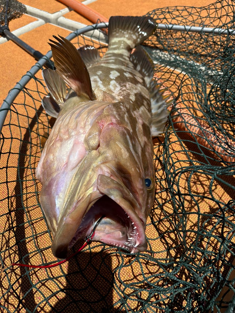 釣り暮らしさんの釣果 2枚目の画像