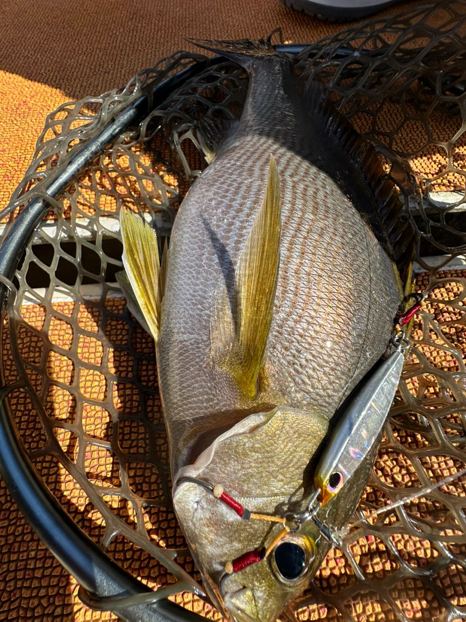 釣り暮らしさんの釣果 3枚目の画像