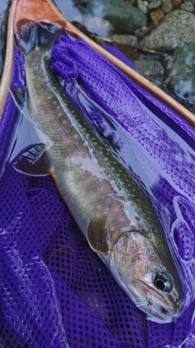 イワナの釣果