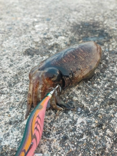 コウイカの釣果