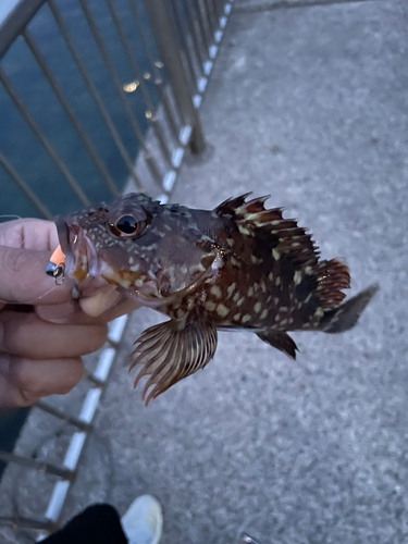 ガシラの釣果