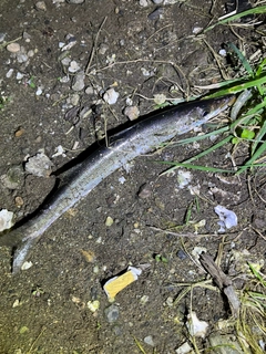 カマスの釣果