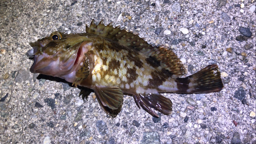 カサゴの釣果