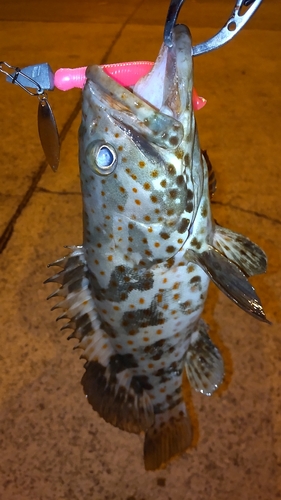 チャイロマルハタの釣果