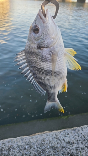 キビレの釣果