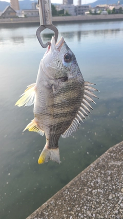 キビレの釣果