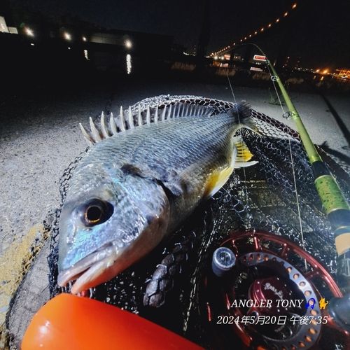 キビレの釣果