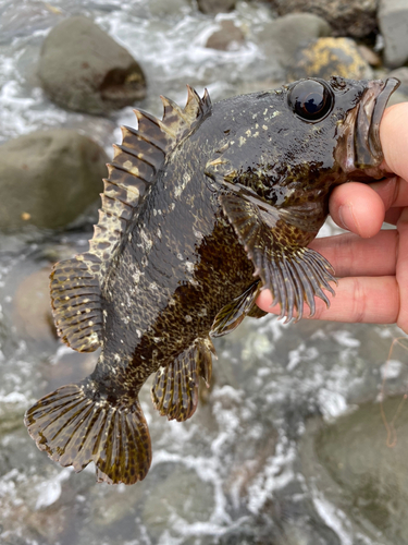 ムラソイの釣果