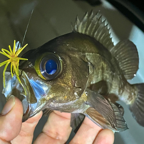 シロメバルの釣果