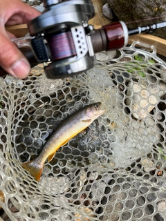 イワナの釣果