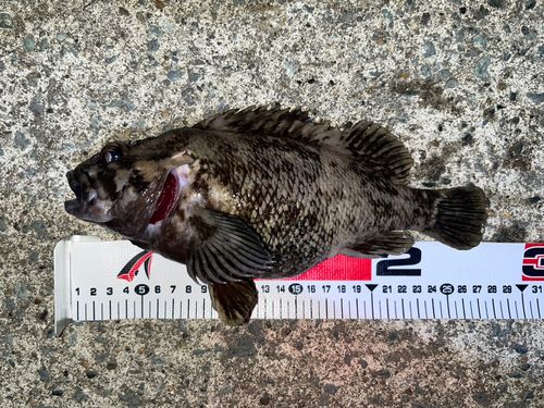 ムラソイの釣果