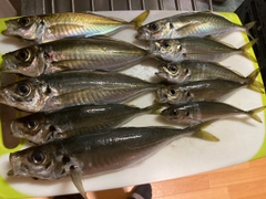 アジの釣果