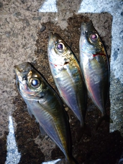 アジの釣果