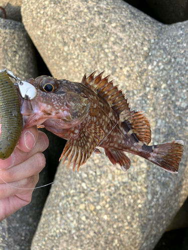 ガシラの釣果