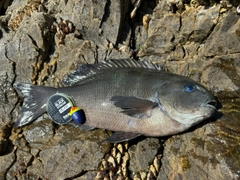 クチブトグレの釣果