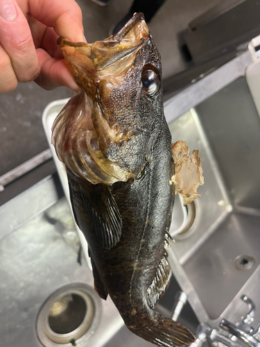 タケノコメバルの釣果