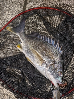 キビレの釣果