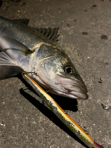 スズキの釣果