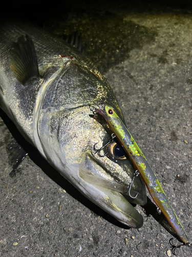 スズキの釣果