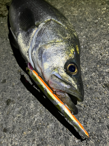 スズキの釣果