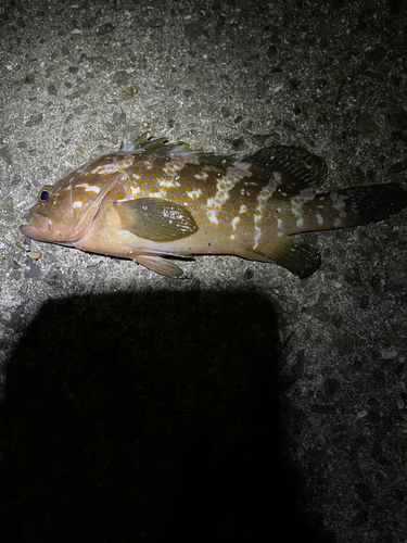 アコウの釣果