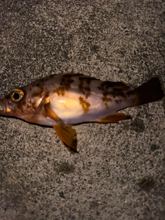 メバルの釣果