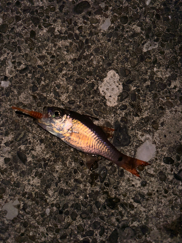 ネンブツダイの釣果