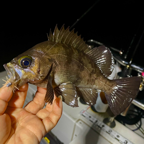 シロメバルの釣果