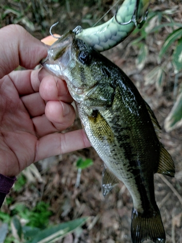 ブラックバスの釣果